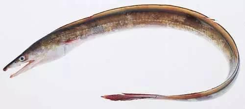 日本鰻魚(yú)陷入絕境？捕獲量?jī)H為去年同期的1%！