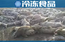 農(nóng)業(yè)農(nóng)村部通報河北首例非洲豬瘟疫情！“豬”又告急，“肉”更難安！