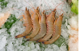 海關(guān)總署宣布：暫停沙特蝦進口！伊朗蝦取得正關(guān)進口許可