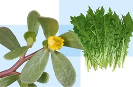 薺菜之后，蒲公英、馬齒莧入餡，野菜概念類產(chǎn)品能否野蠻生長(zhǎng)？