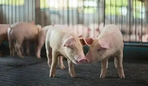 豬企3月出欄量大增，第三輪豬肉收儲完成，豬價繼續(xù)探底？