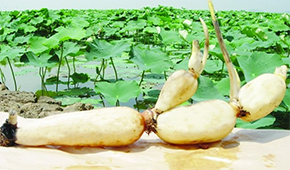 安井、正大、雙匯、荷仙、華貴等爭(zhēng)相入局，蓮藕預(yù)制菜為啥如此受歡迎？