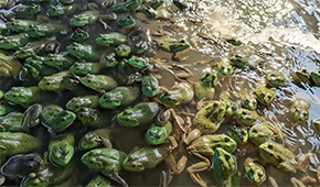 原料價格持續(xù)上漲，今年牛蛙市場要“牛”起來？