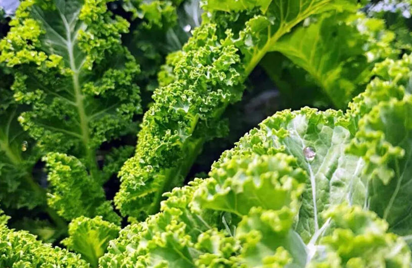 白象、袁記、三全、思念…紛紛盯上羽衣甘藍，“超級植物”開始席卷速凍食品？